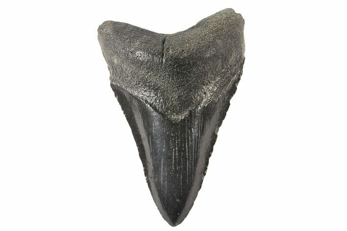 Fossil Megalodon Tooth - Georgia #74193
